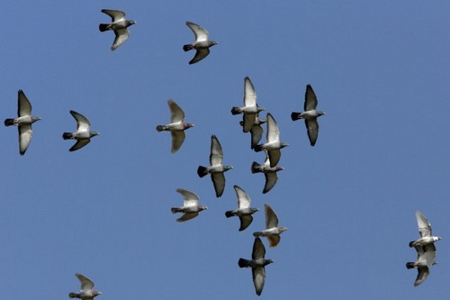 Pigeon racing Unusual Sports